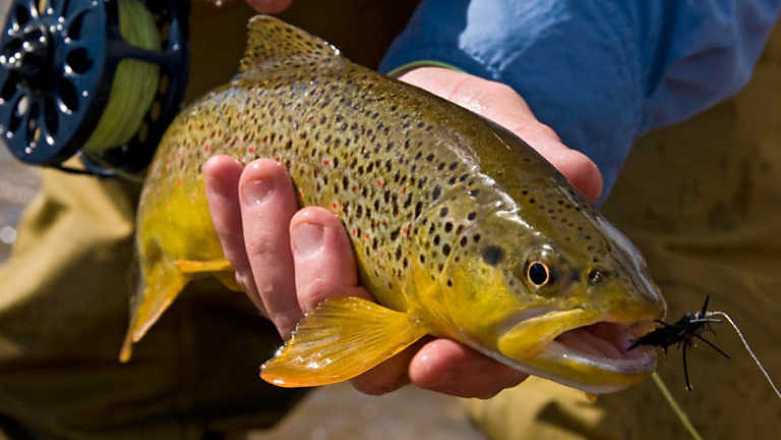 Jara y Sedal - Avance de la temporada - ver ahora