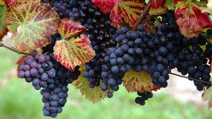 Zoom Tendencias - Señorío de Arínzano