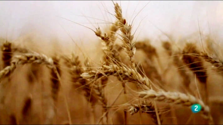 Fábrica de ideas - Innova: Tritordeum