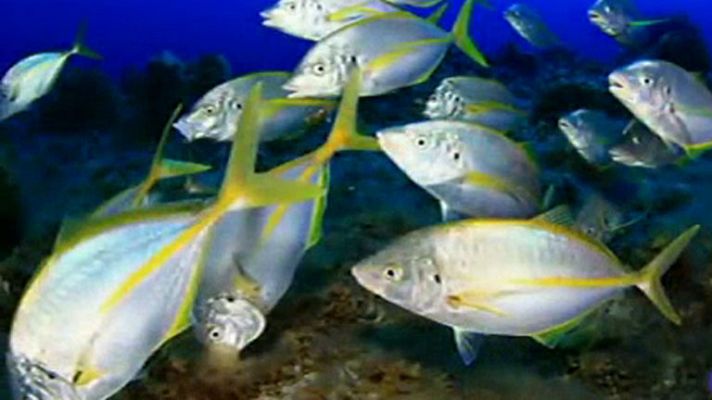 Telediario 1 - Estudian el volcán de El Hierro