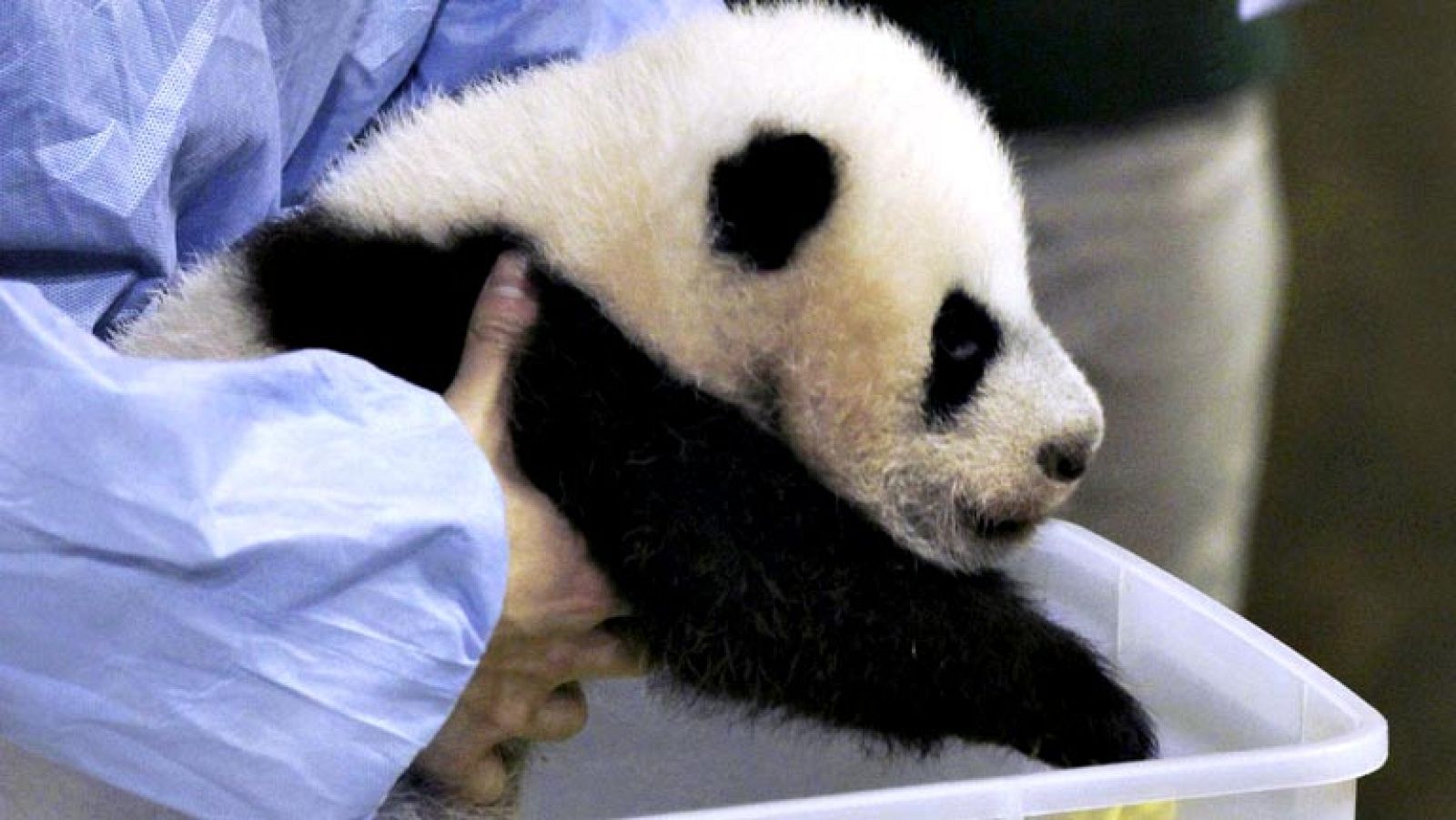 El Zoo Aquarium de Madrid presenta a su nueva cría de panda gigante - Informativo 24h | Ver