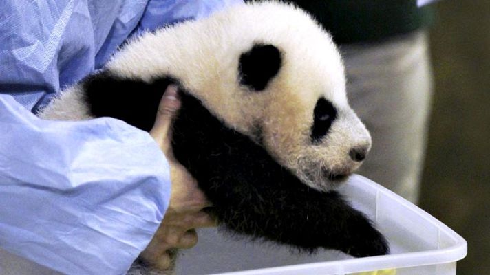 Informativo 24h - Cría de panda en el zoo de Madrid