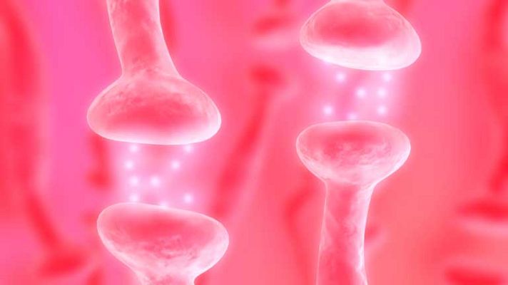 La mañana - Hormonas