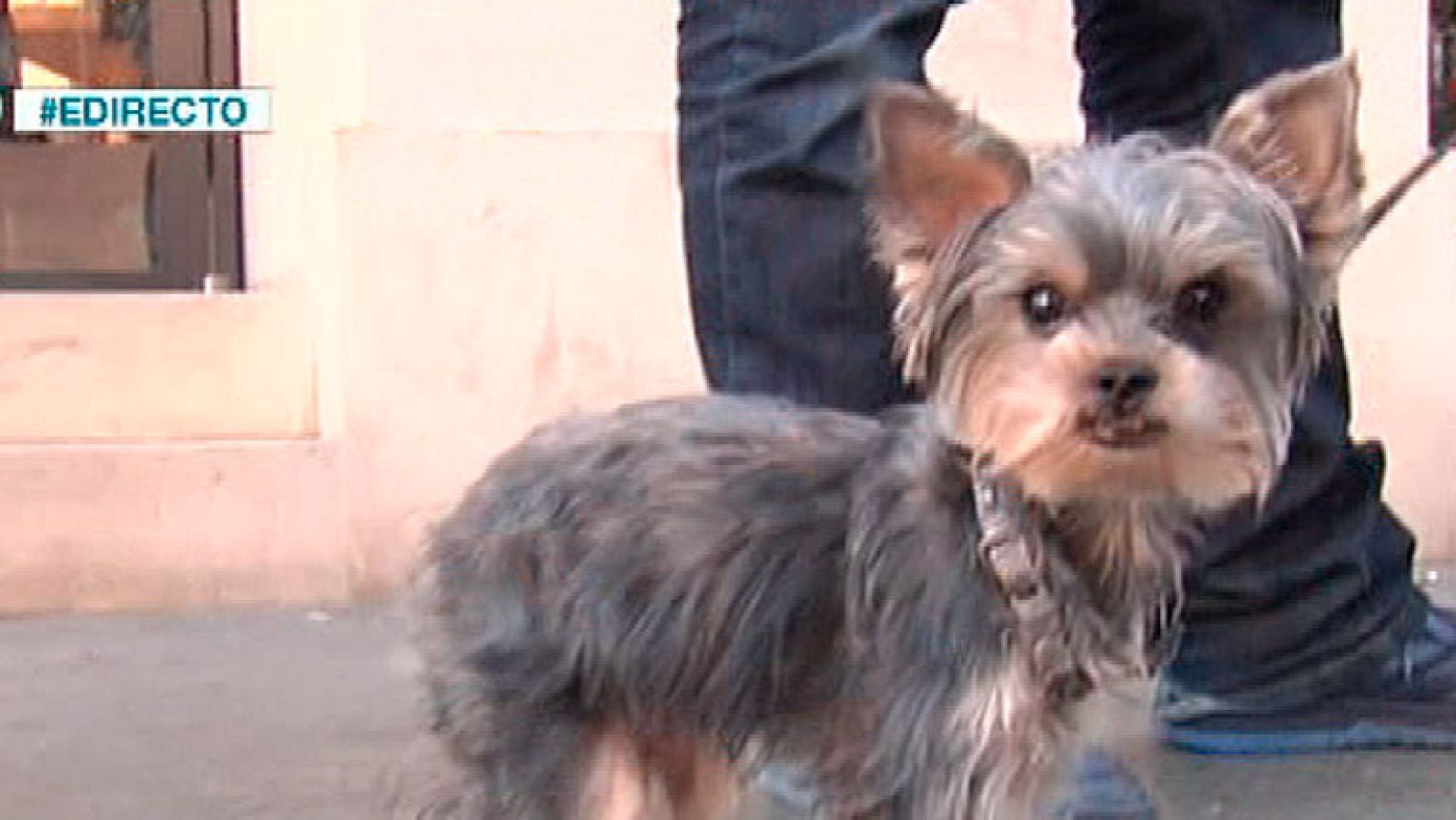 España Directo- Barcelona permitirá a los perros subir en el metro