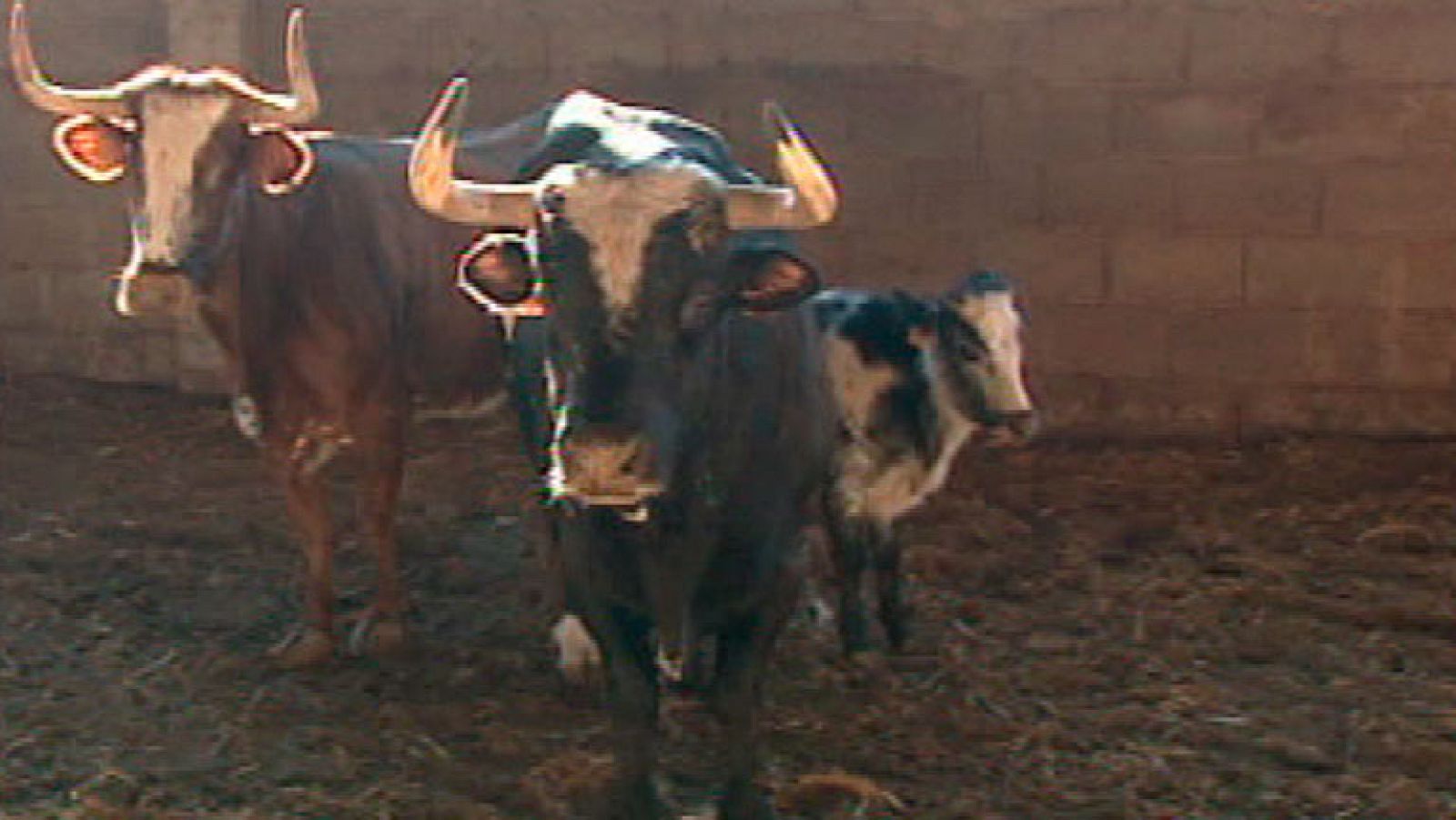 España Directo- La familia de una víctima mortal del toro 'Ratón' reclama 100.000 euros