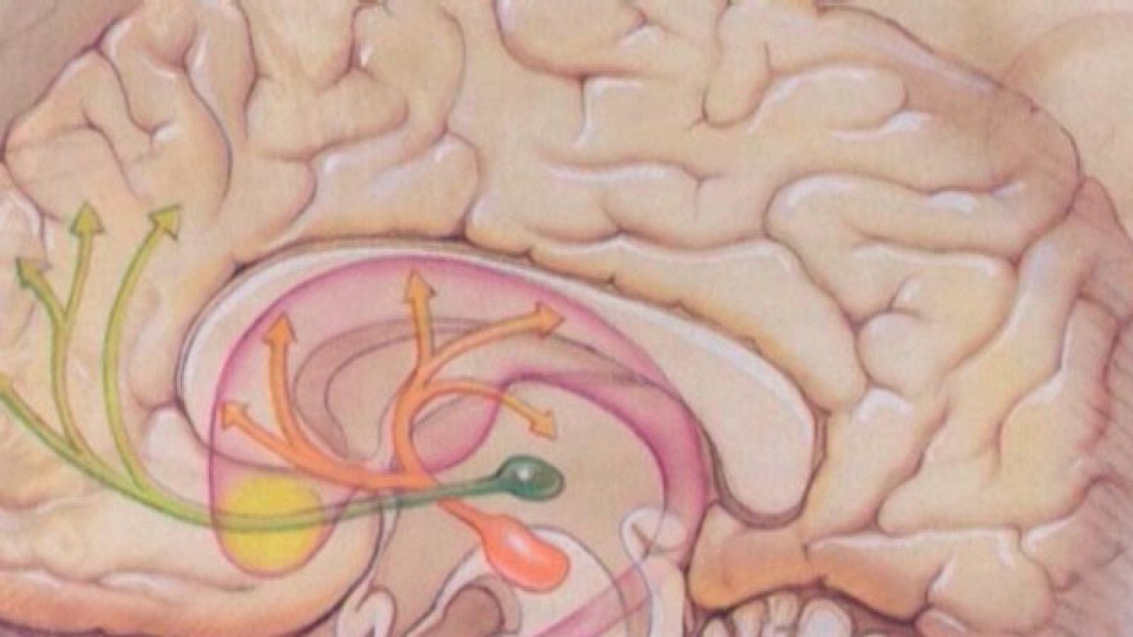 Psicobiología de la drogadicción.