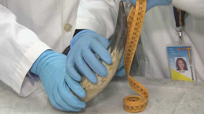 Telediario 1 - Fraudes taurinos