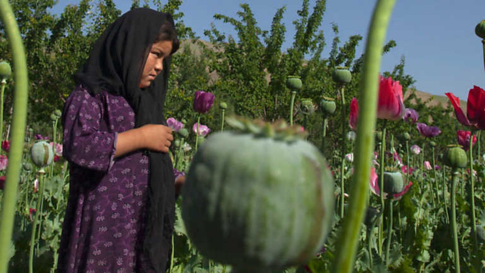 La noche temática - Las novias del opio - ver ahora