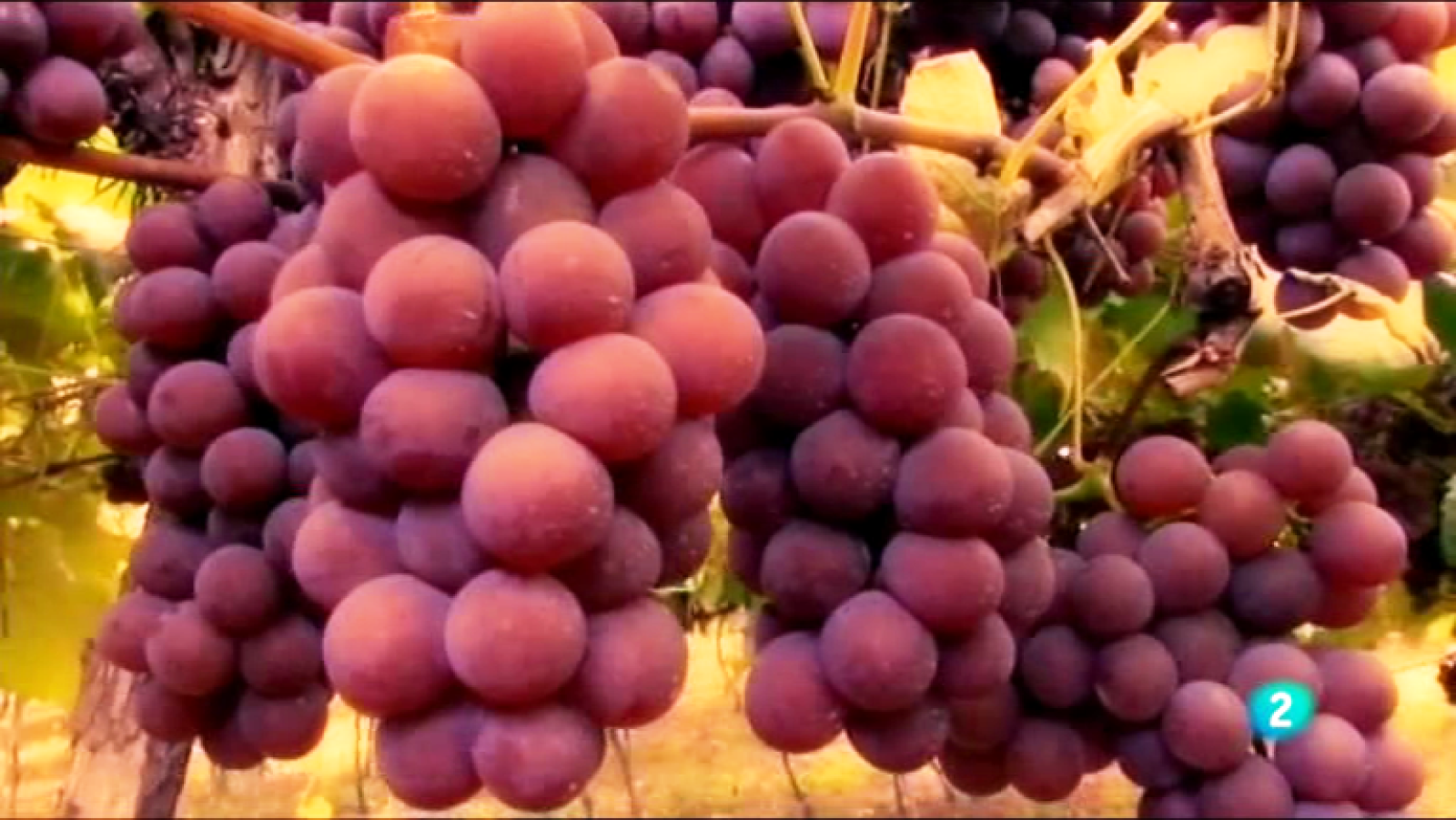 Fábrica de ideas - Innova: Proyecto Revidox | Ver