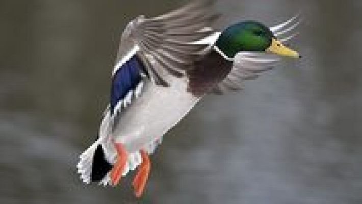 Grandes documentales - Un original documental de patos