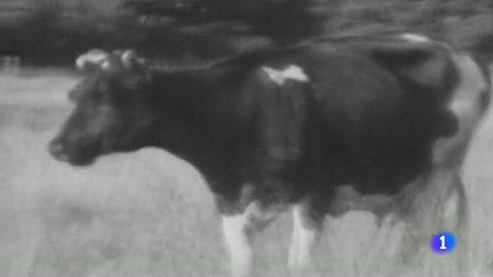 Telediario 1 - La vaca de mármol