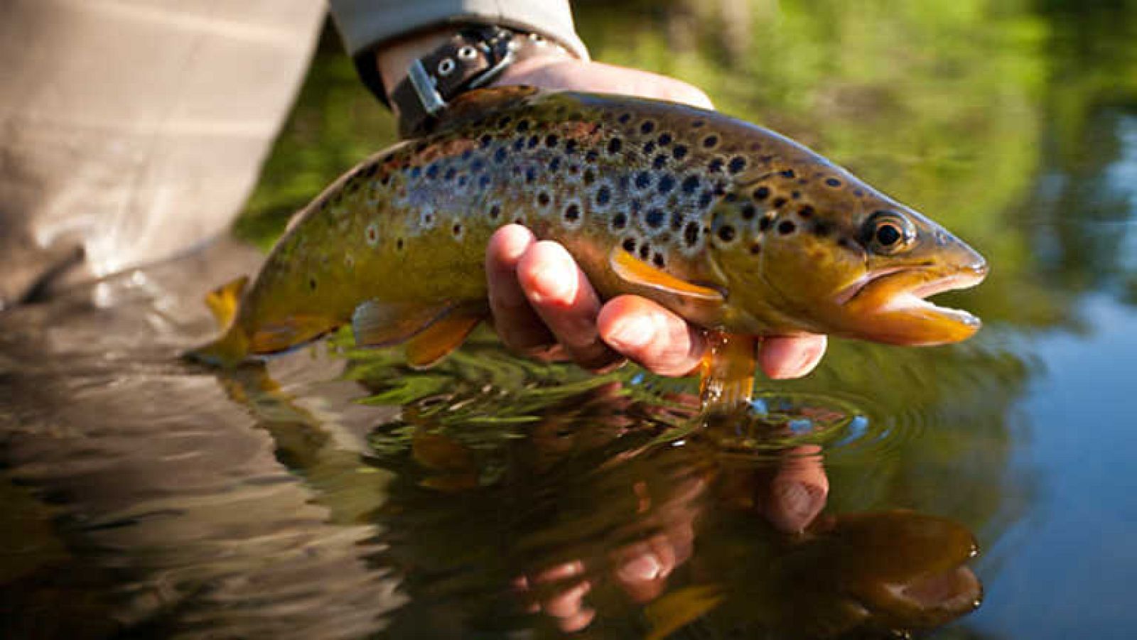 Jara y sedal - El Tormes, un rio como los de antes - ver ahora