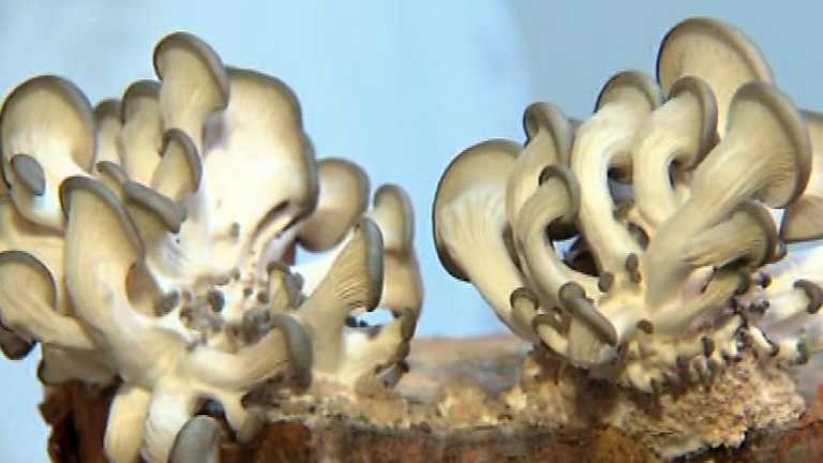 Zoom Tendencias - El Baix Ampurdá, una escapada interminable - 30/11/13 - ver ahora