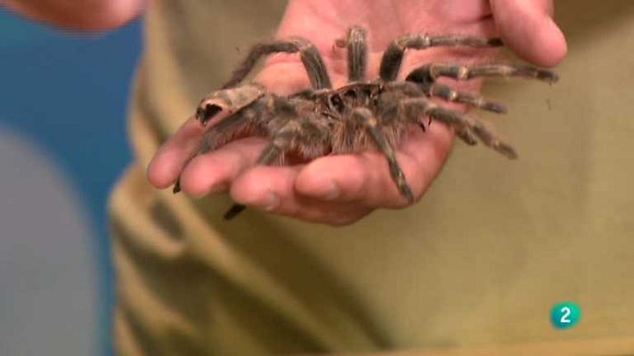 La aventura del Saber - La aventura del saber - 02/12/13