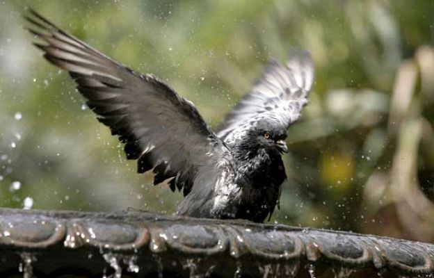  - Primera ola de calor