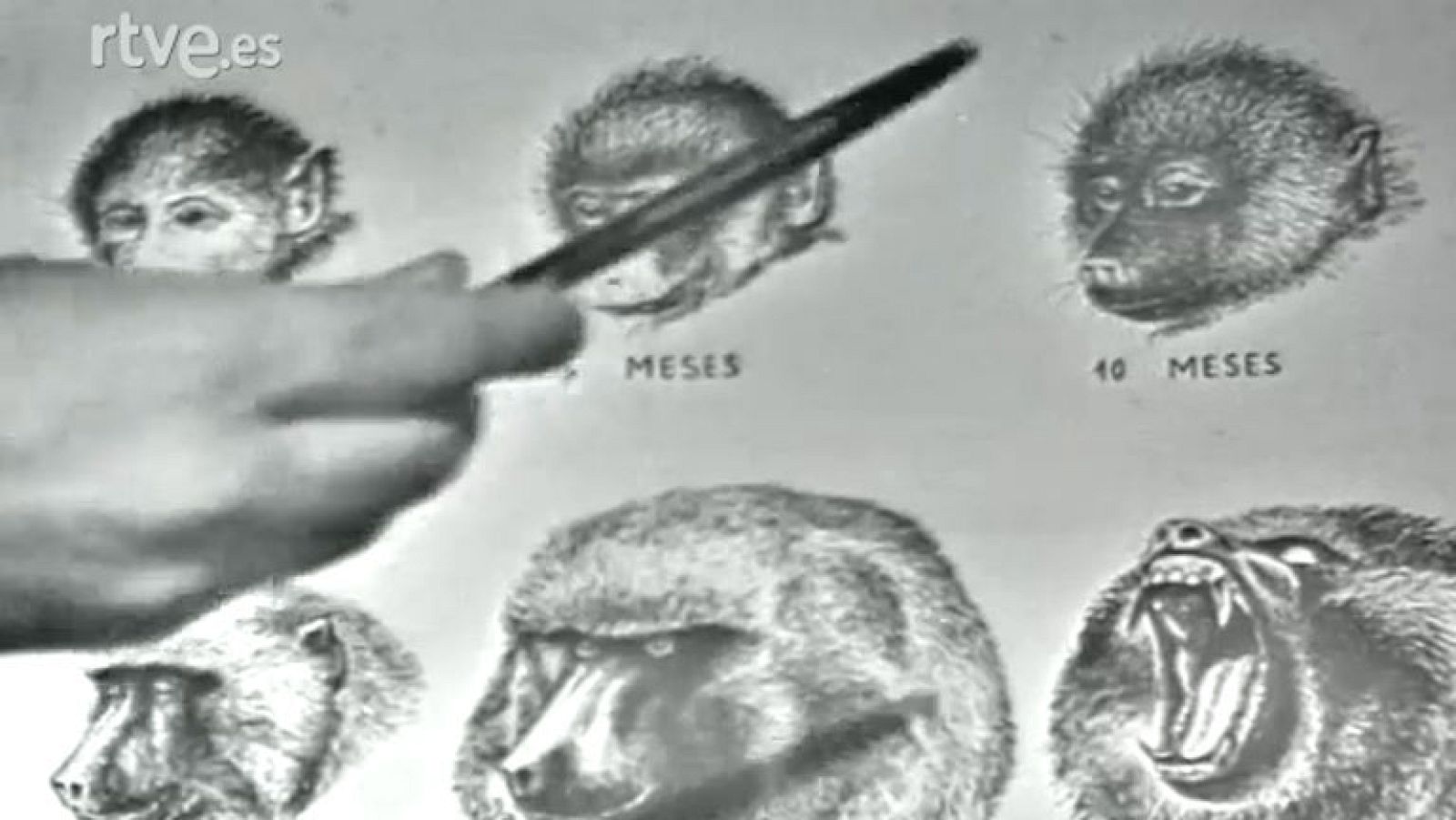 Fauna - A través de la jungla (III)