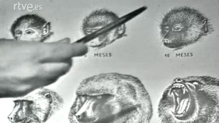 El planeta azul - A través de la jungla (III)