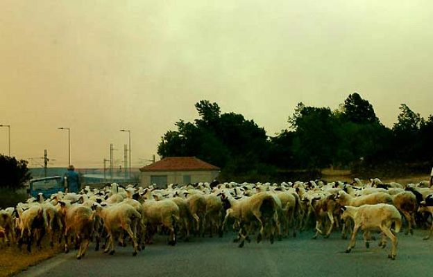  - Pastores por un día