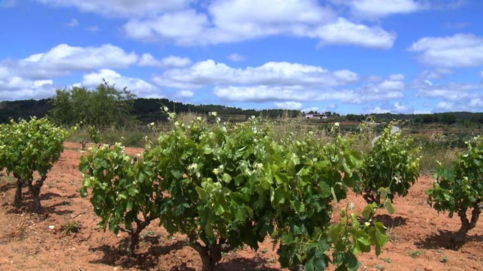 Entre Vinyes - D.O. Terra Alta