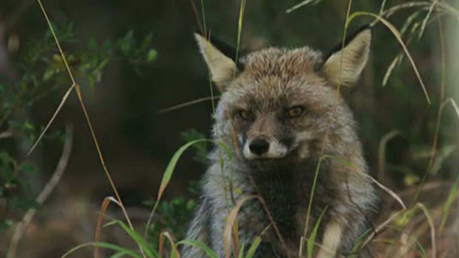 Llega a los cines el documental Guadalquivir
