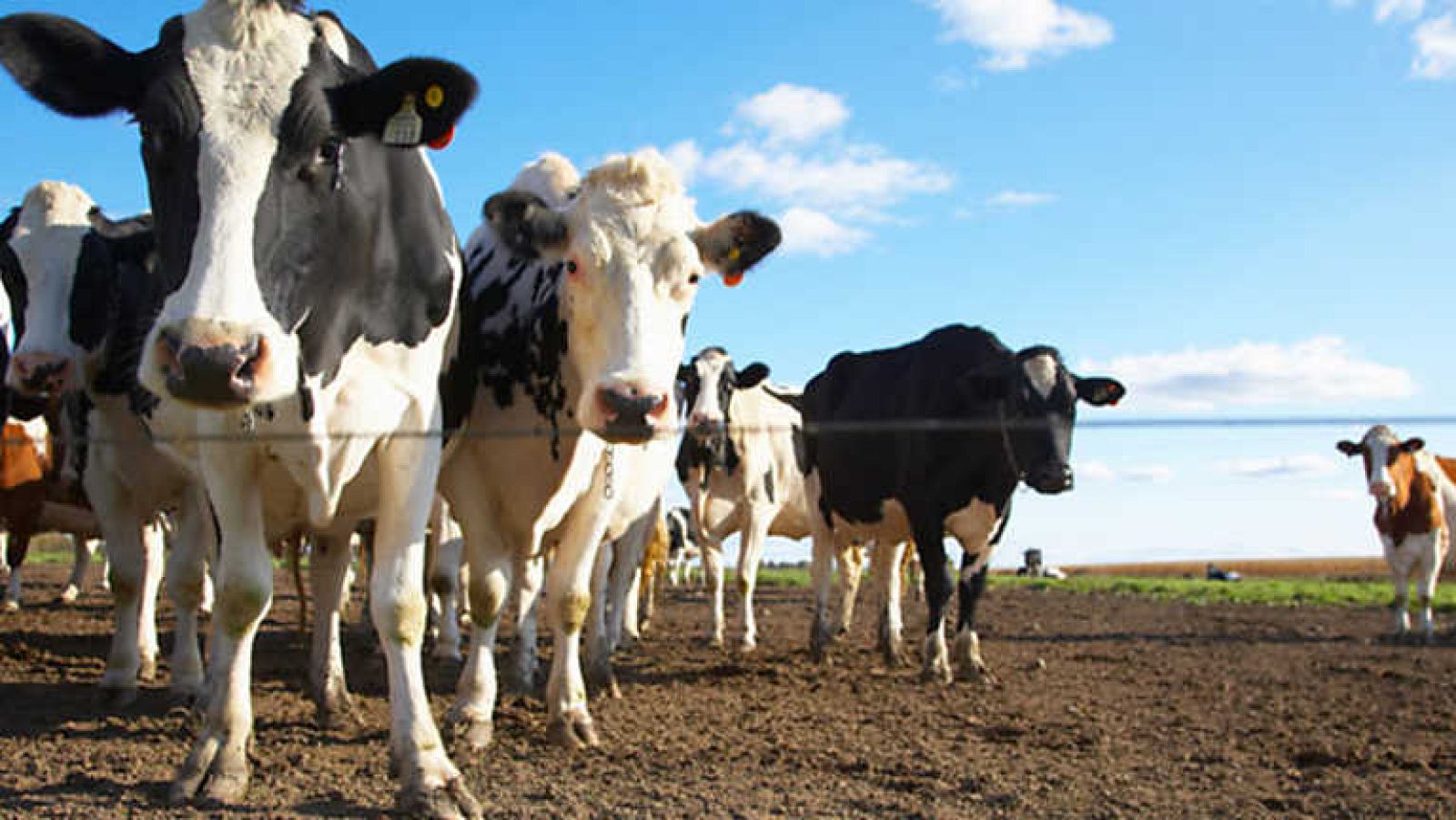 El escarabajo verde - Malos aires - Ver ahora