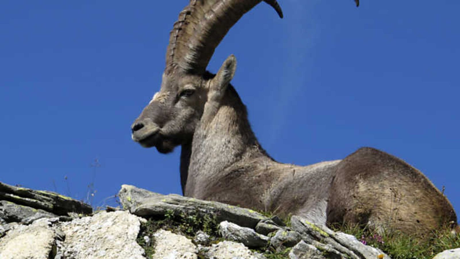 Jara y sedal - Los machos de Filabres - Ver ahora