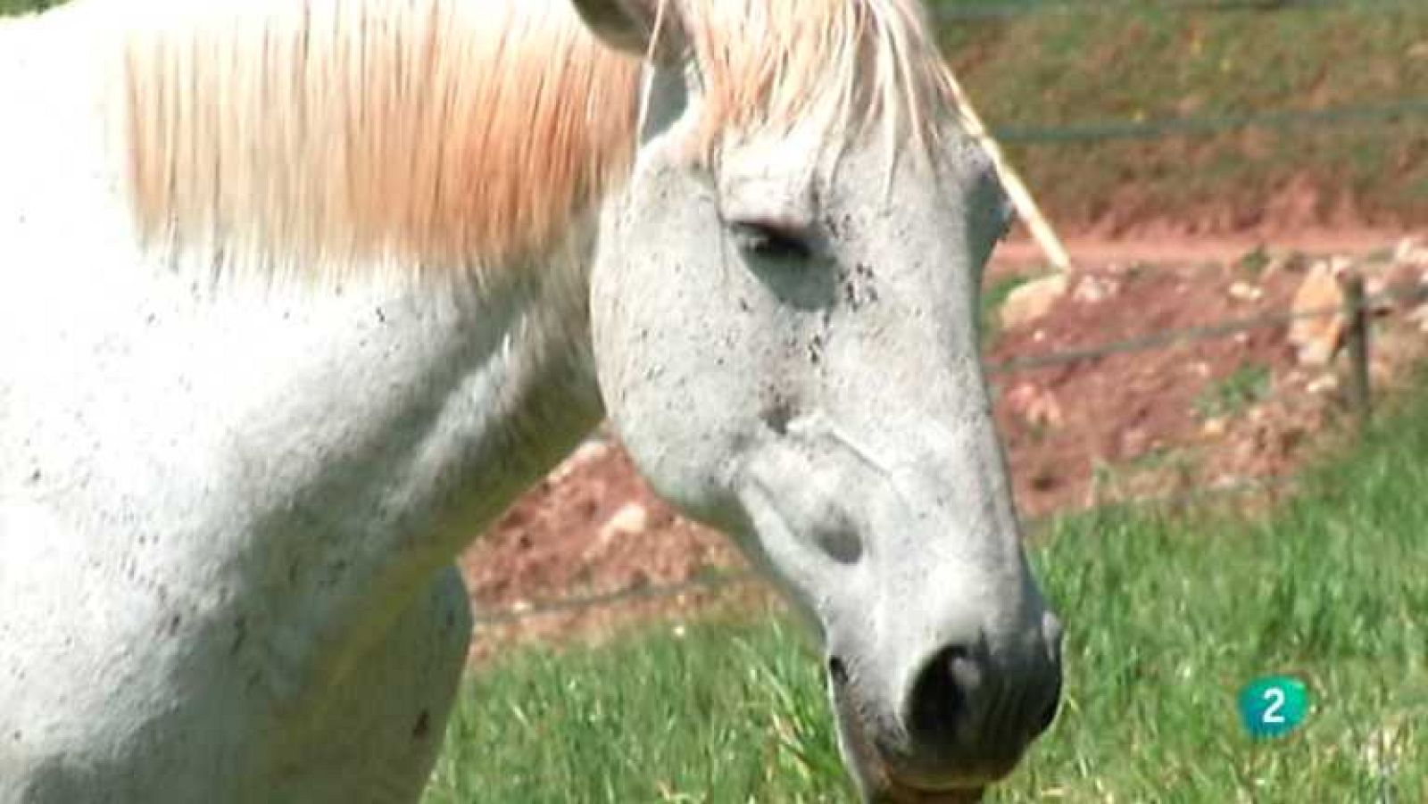 Agrosfera - 28/12/13 - Ver ahora