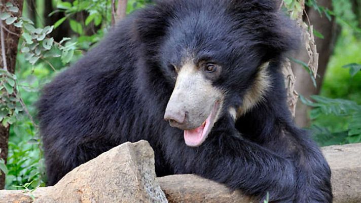 Grandes documentales - El oso del libro de la selva