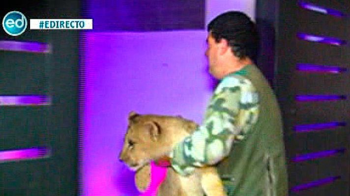 España Directo - Kiko Rivera se queda sin leones