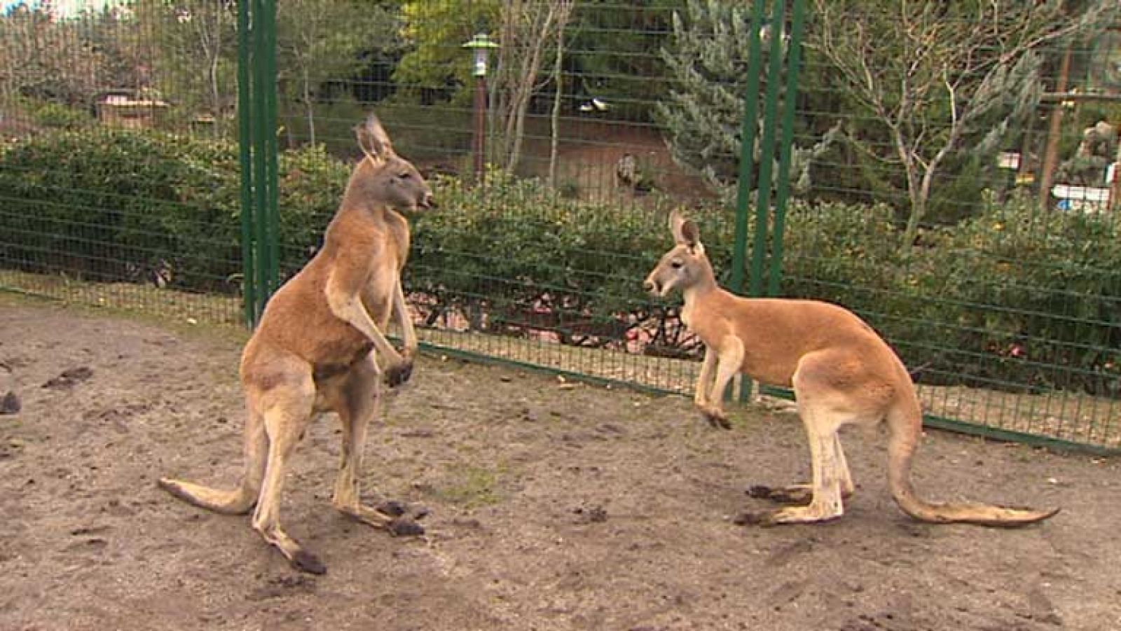 Informativo de Madrid 2 - 03/01/14