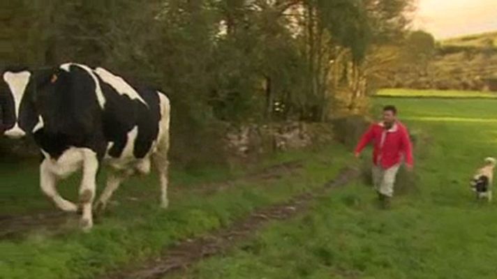 Telediario 1 - El 80% de las explotaciones lecheras españolas han cerrado en los últimos 10 años