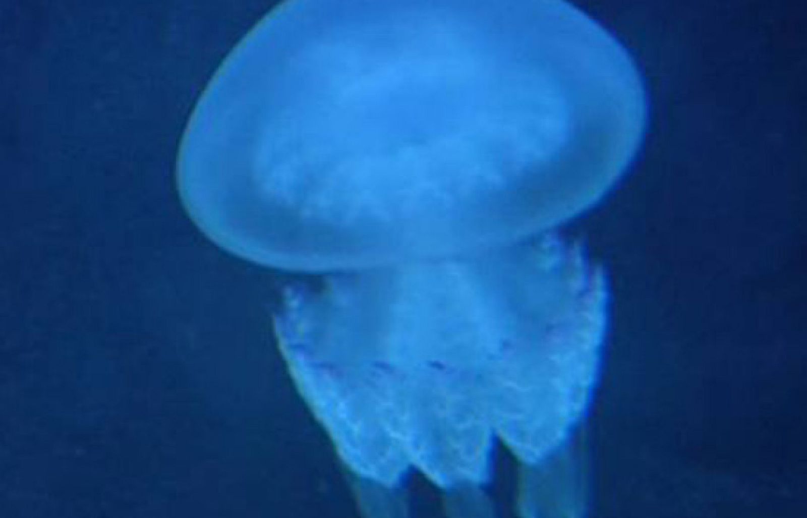 Los peligros de la 'Carabela Portuguesa' | Ver