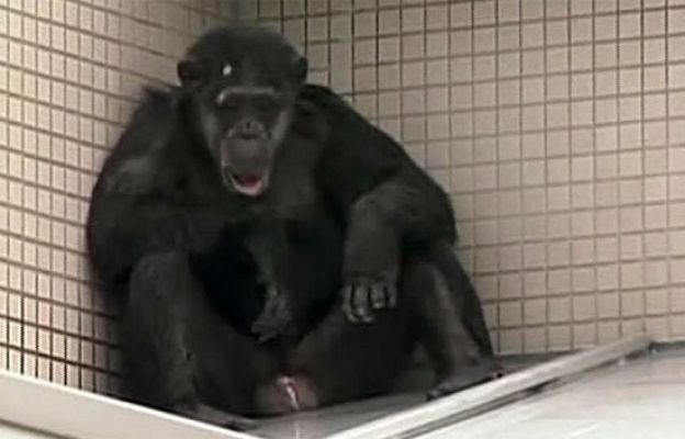  - 'Mi vida por un poco de sombra'