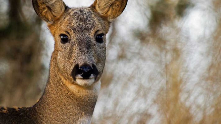 Jara y sedal - Los corzos de Cuzcurrita