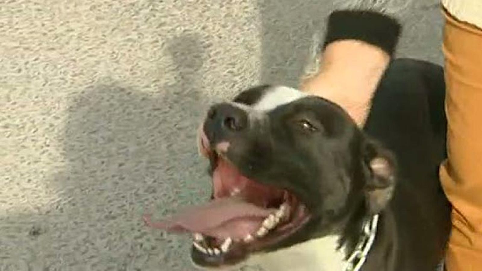 Denuncian el robo de varios perros de presa