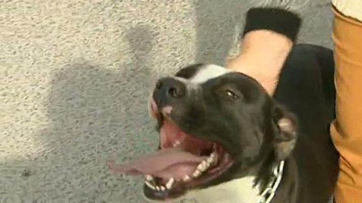 Telediario 1 - Robo de perros en Valencia