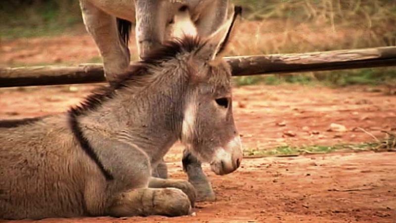 "Platero y yo", Juan Ramón Jiménez, cumple 100 años