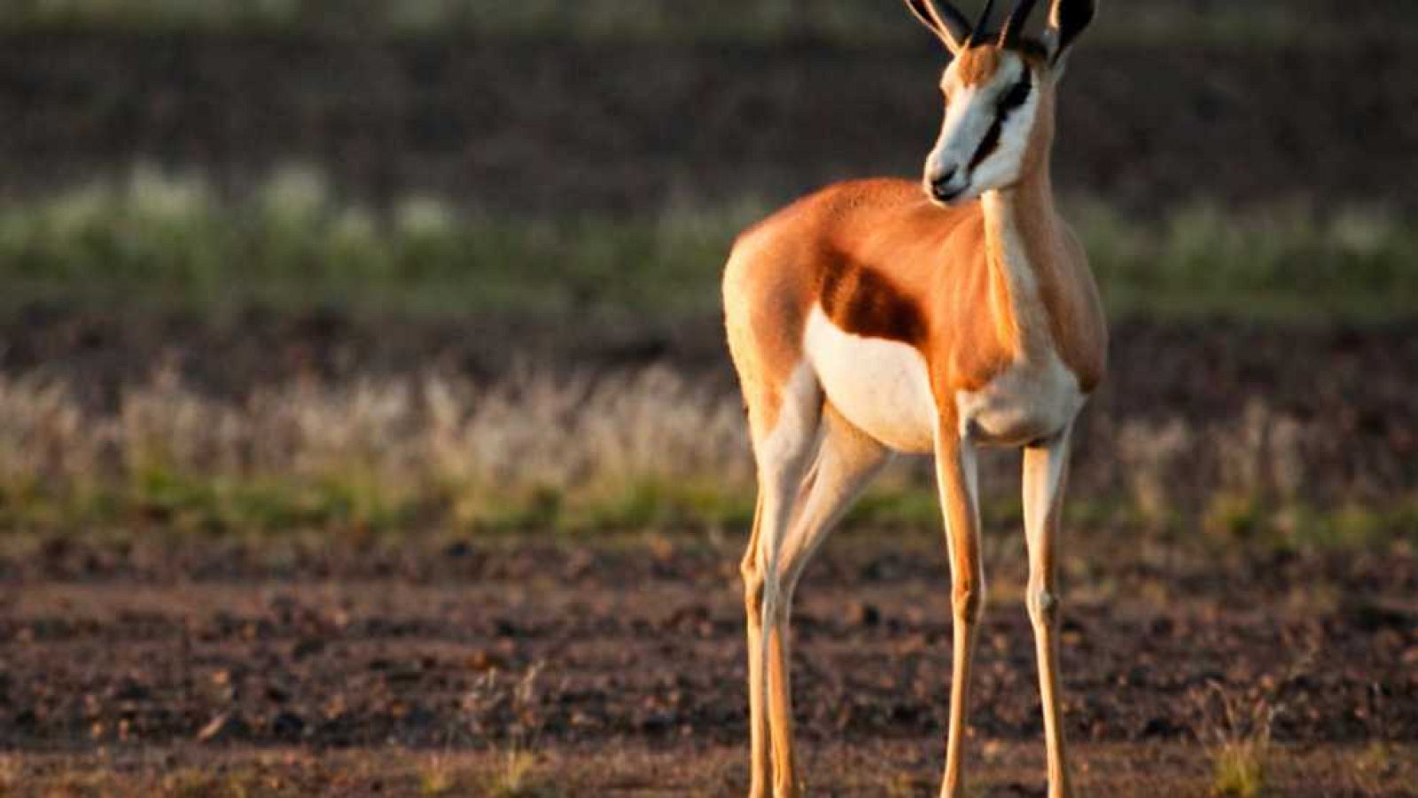 Grandes documentales - El patio de recreo de los depredadores - ver ahora