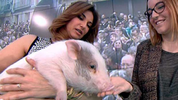 La mañana - La mañana - Un minicerdo de mascota