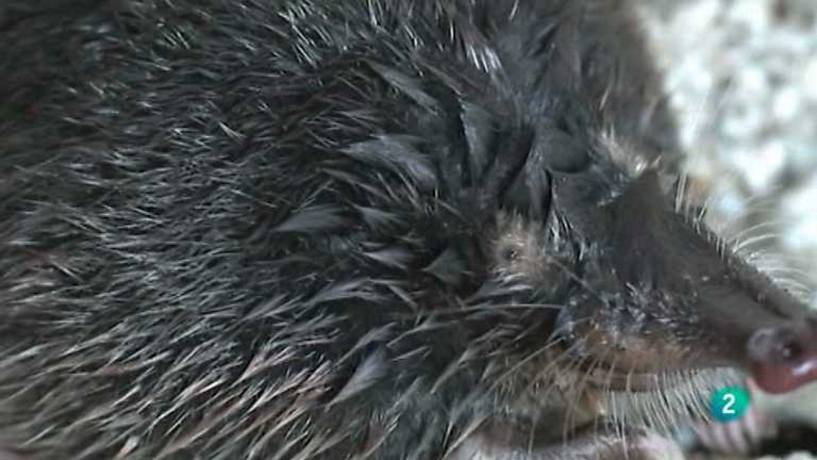 La aventura del saber - 20/01/14 - Ver ahora