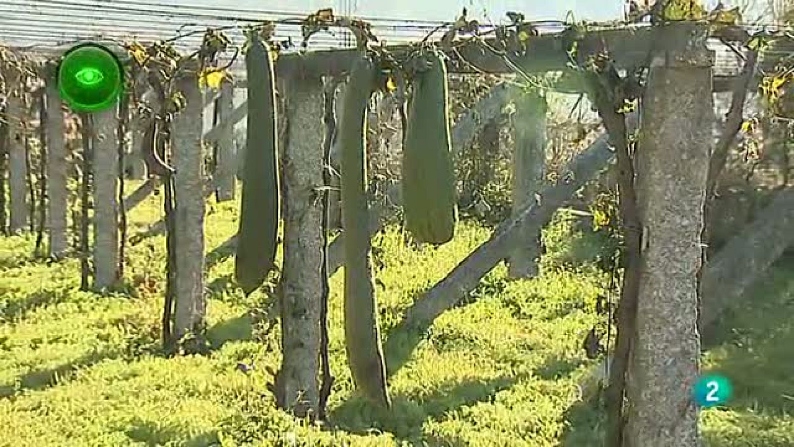 Agrosfera - En primer plano - Esponjas Calabaza