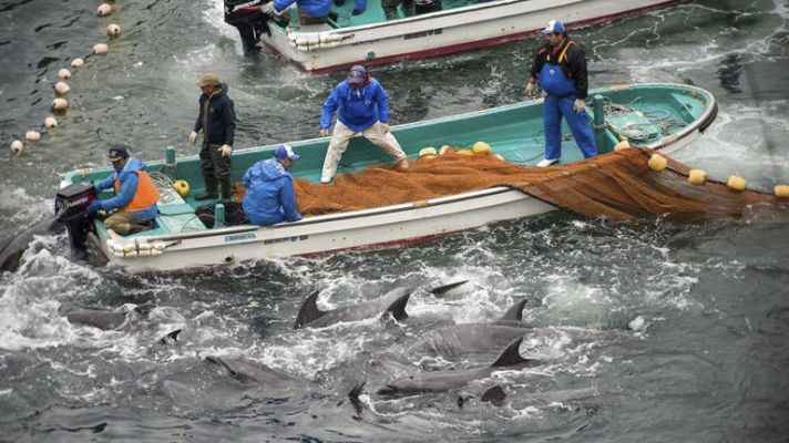 La 2 Noticias - Caza de delfines en Japón