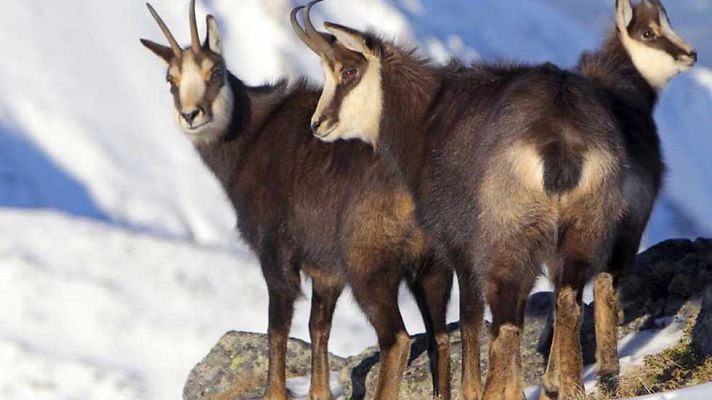 Grandes documentales - Montañas mágicas: la tierra de los rebecos