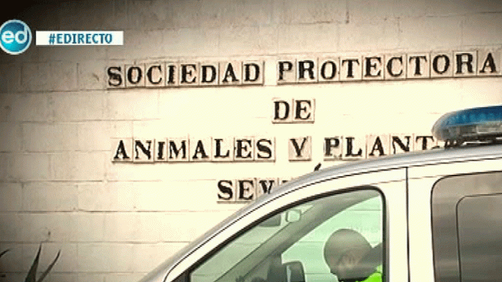 España Directo - Maltrato animal en una perrera