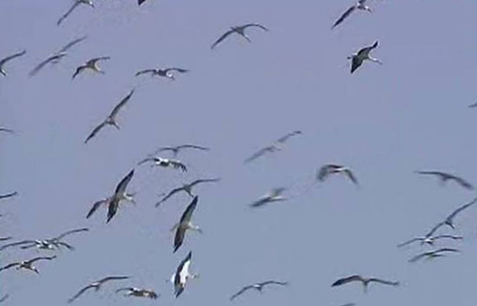 Se impulsa un gran observatorio europeo de aves | Ver