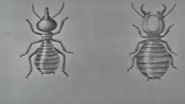 El planeta azul - Las termitas