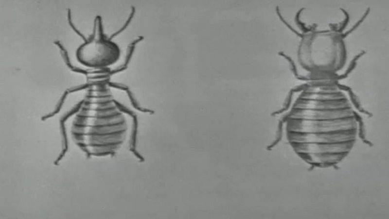 Fauna - Las termitas