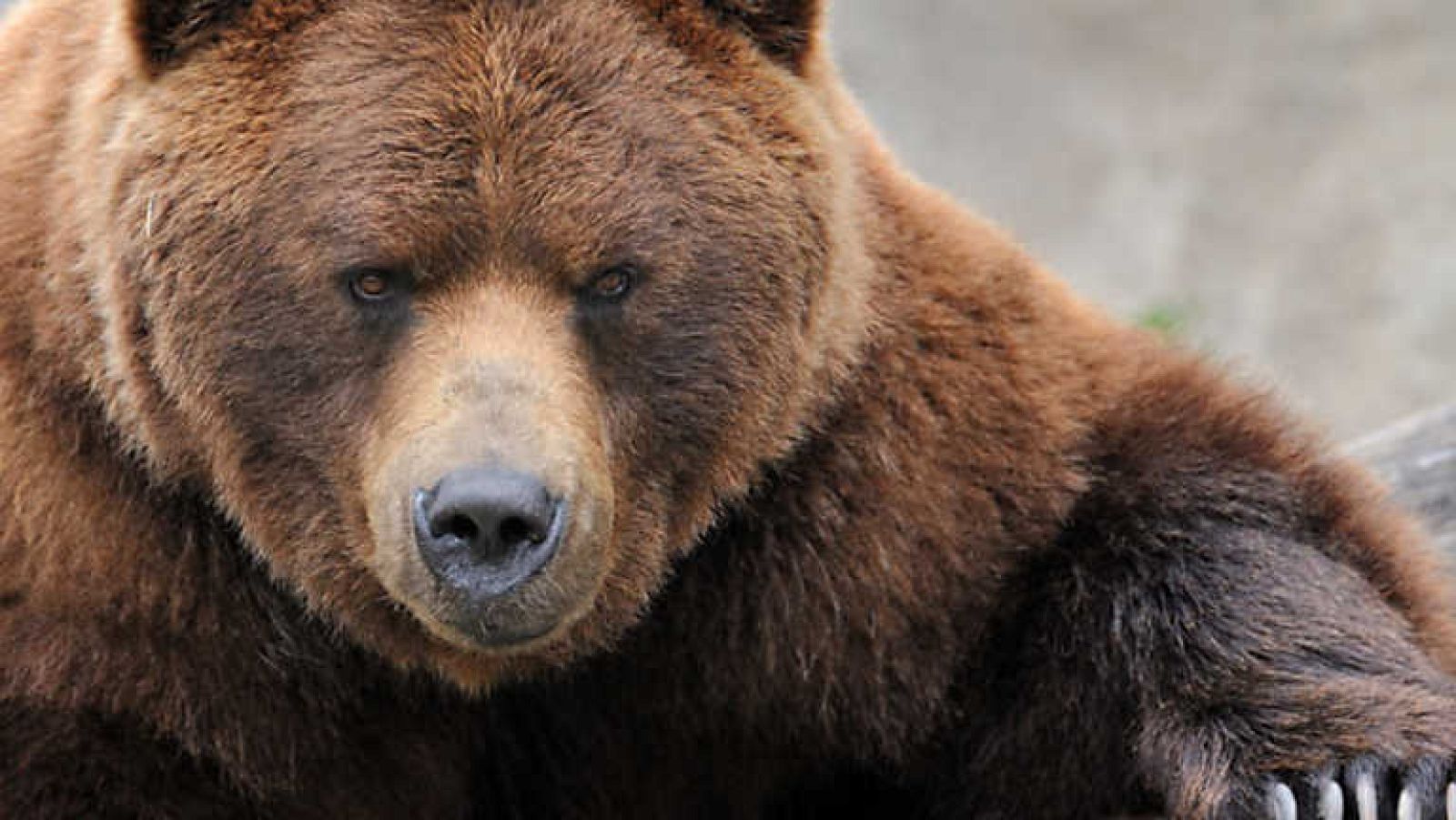 Grandes documentales - El señor de los Cárpatos - ver ahora