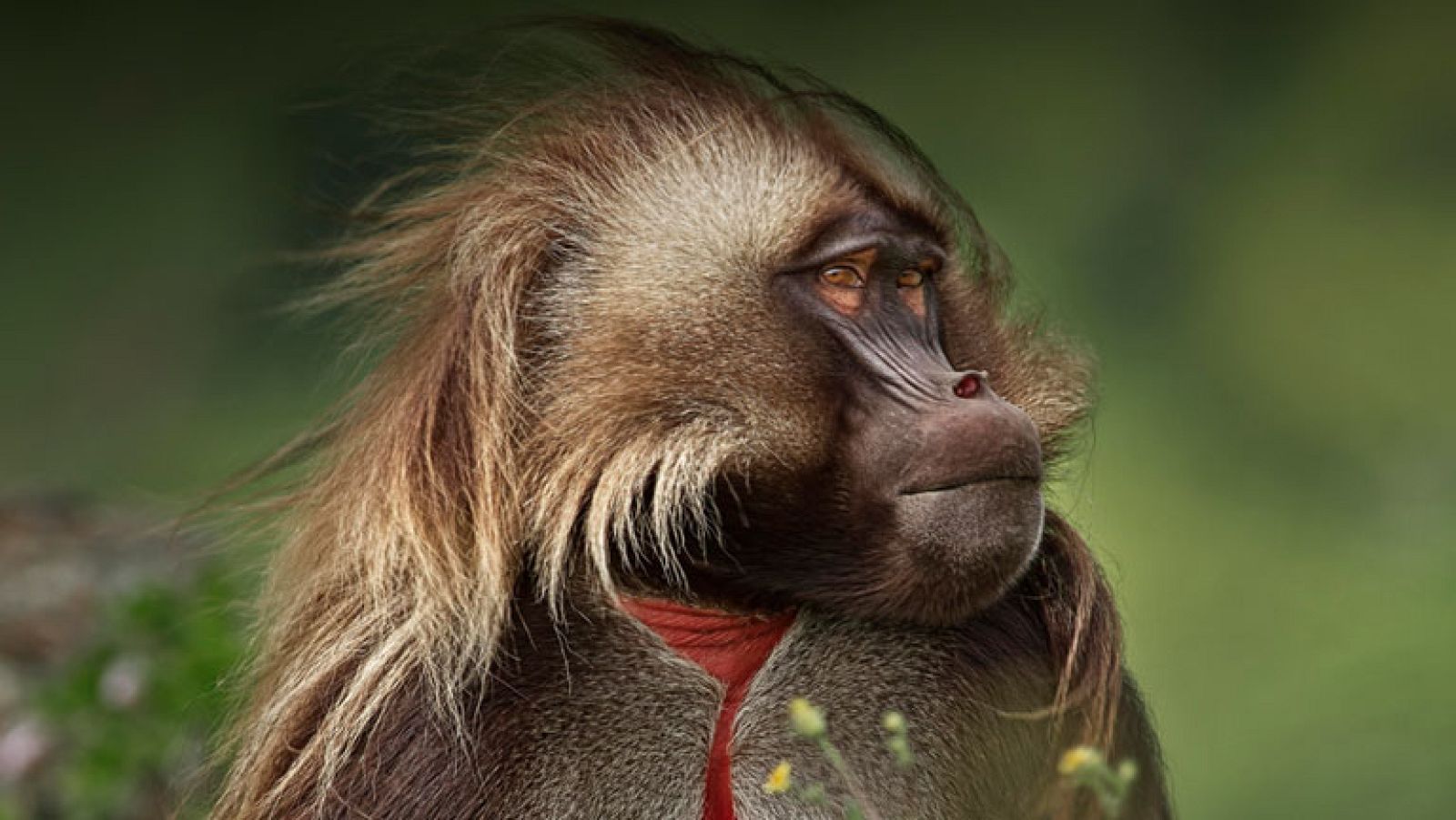 África como nunca la habías visto - Grandes documentales | Ver