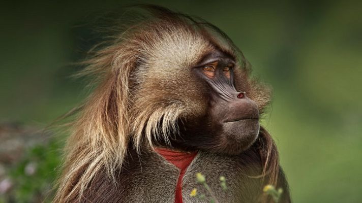 Grandes documentales - África como nunca la habías visto
